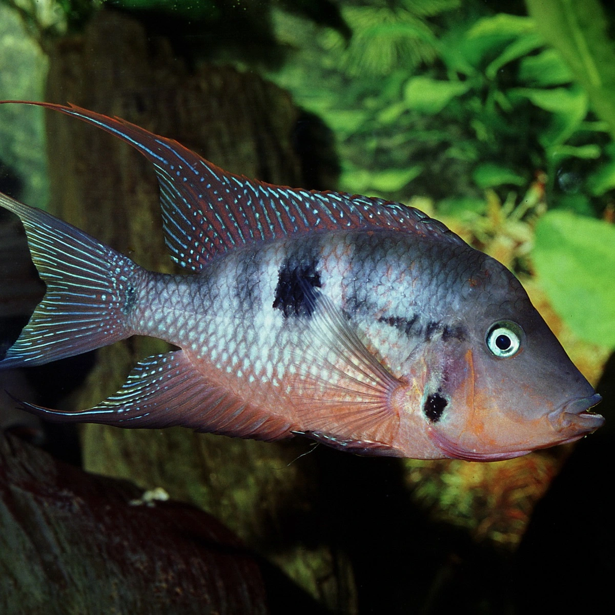 JBL ProNovo Cichlid Grano M 250 ml